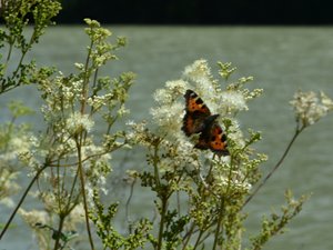 Kleiner Fuchs auf Mädesüß