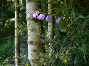 Glockenblumen