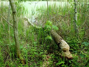 Gefällter Baum 1