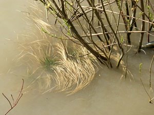 Weiden im Wasser