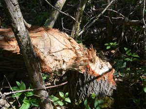 Gefällter Baum