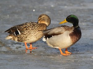 03 Stockente Weibchen u. Erpel am Eis